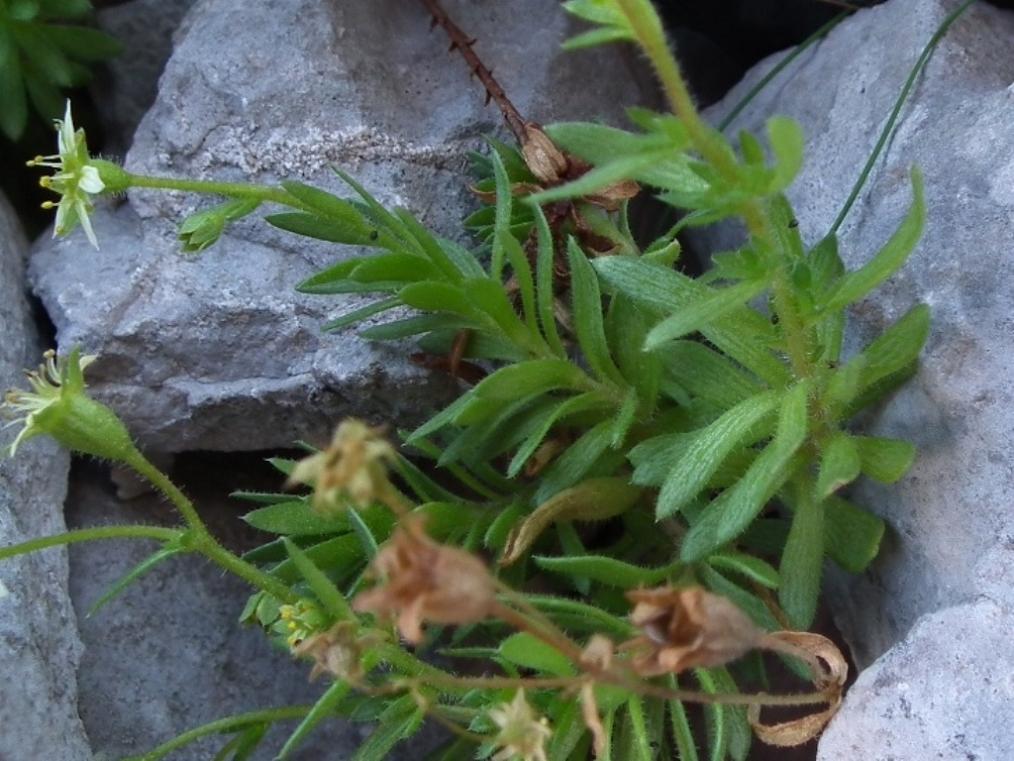 Saxifraga sedoides